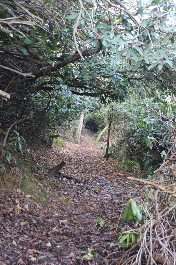 path above middle walk